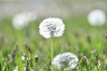 dandelion in grass field