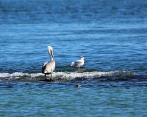 Sea Birds Perched on a Rock in the Bay at St. Andrew's State Park in Florida