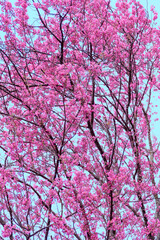 Romantic pink flowers background with blue sky.  Pastel Color.