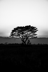 Fototapeta na wymiar Silhouette of a tree in black and white