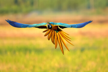 Fototapeta premium Macaw parrot fly in dark green vegetation. Scarlet Macaw, Ara macao, in tropical forest