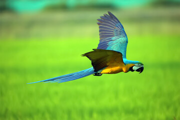 Macaw parrot fly in dark green vegetation. Scarlet Macaw, Ara macao, in tropical forest