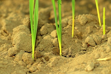 Newly grown wheat grass