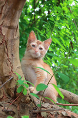 Naklejka na ściany i meble Beautiful kitten on branches tree