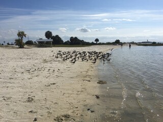 Sunny beach with birds on gulf coast beach 