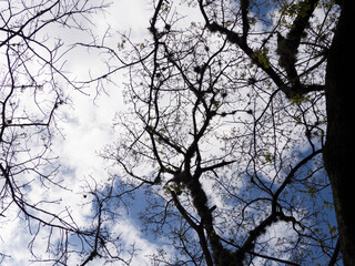 Silhouette of branches in winter without leaves with clouds