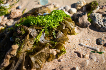 Rock covered with green seaweed at the sandy beach