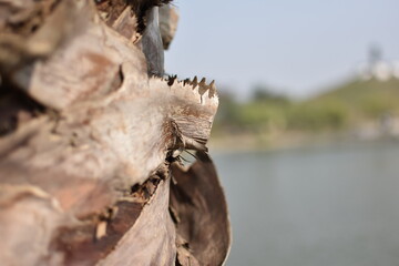 Tree Wood Log Macro Photography in Burj Fateh Punjab
