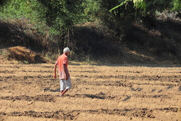 An Indian farmer oversees the sown crop