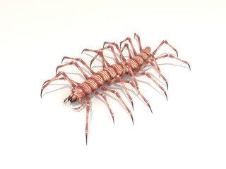 Monster centipede