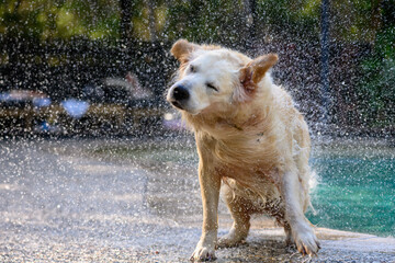 Wet dog shaking water of its coat after having a swim in a pool