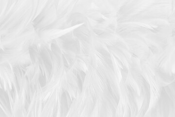 Pattern of white grey feathers texture for background.