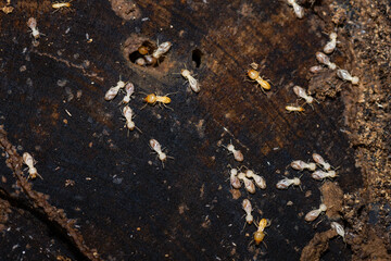 closeup of active termites in a garden log