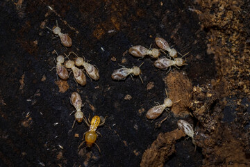 closeup of active termites in a garden log