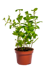 Bush of fragrant mint in a pot on a white background