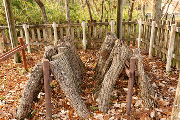 Bed logs for mushroom in Japan in winter season