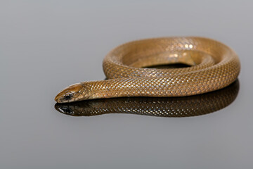 rough Earth Snake -Virginia striatula
