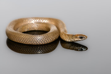 Rough Earth Snake -Virginia striatula
