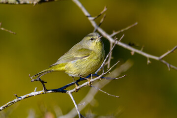 Orange-crowned Warbler -Leiothlypis celata