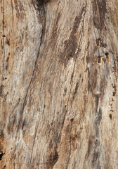 Texture from the bark of oak