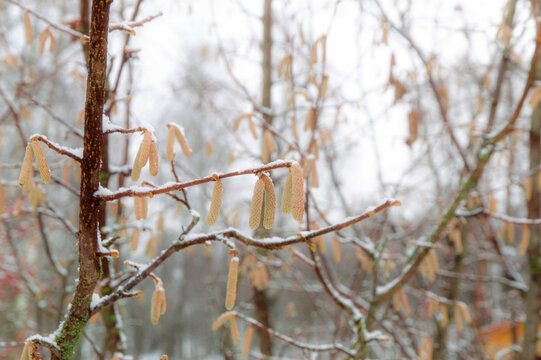 winter hazelnut bush, snow and ice on the branches