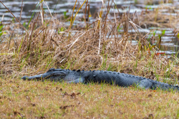 American Alligator
