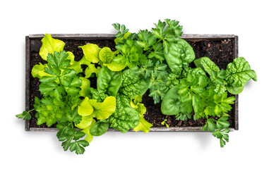 Isolated veggie planter filled with lettuce, spinach and celery. Top view of small raised garden bed using interplanting or intercropping planting method. Concept for urban gardening in small spaces.