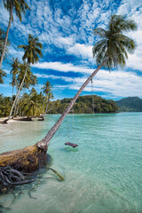 beach with coconut trees