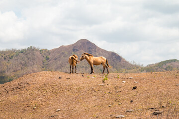 Group of Brown horse at a countryside meadow in Sumba, Indonesia