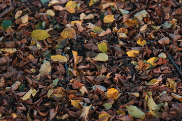 Fallen autumn foliage, background.