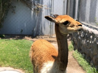 vicuña