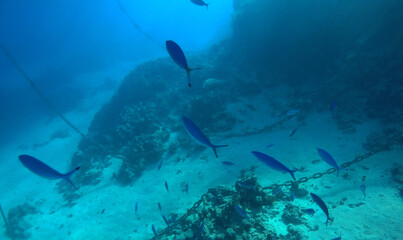 Tropical coral reef. Ecosystem and environment. Egypt. Near Sharm El Sheikh