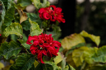 beautiful red rose