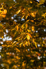 Autumn yellow leaves at the tree