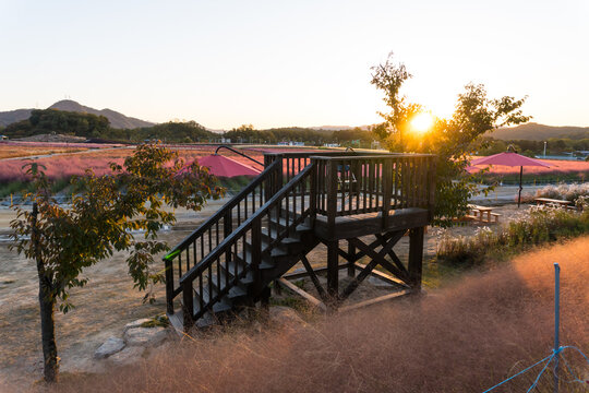 Yangju,South Korea-October 2020: Wooden stairs with Pink Muhly flower grass field at Yangju Nari Park,South Korea