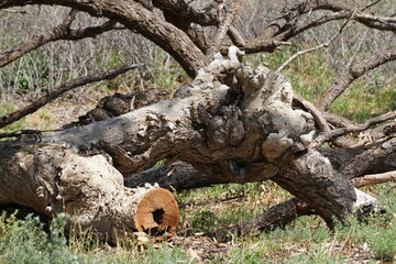A large knotted tree stump