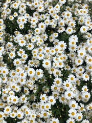 fondo flores blancas