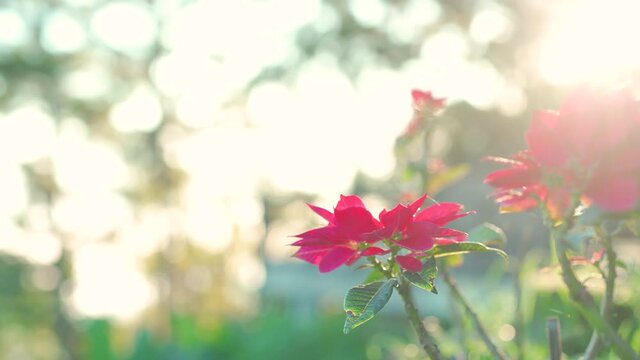 Morning light with Christmas tree at Huay Nam Dang National Park, Chiang Mai Province, Thailand.