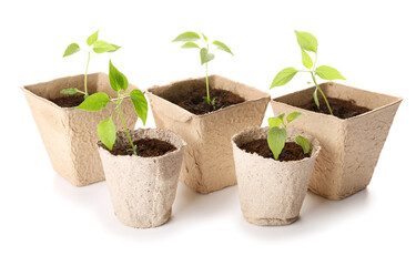 Peat pots with soil and green seedling on white background