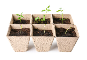 Peat pots with soil and green seedling on white background