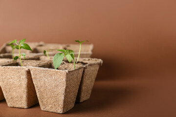 Peat pots with soil and green seedling on color background