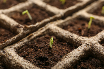 Peat pots with soil and green seedling, closeup
