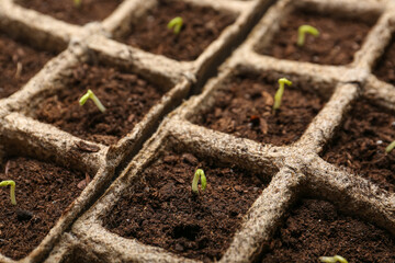 Peat pots with soil and green seedling, closeup