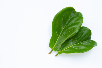 Ficus lyrate leaves on white background.