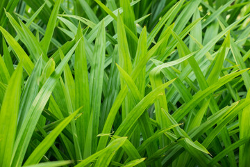 Fototapeta na wymiar Green leaves, Pandanus has green leaves with a pleasant aroma.