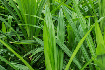 Fototapeta na wymiar Green leaves, Pandanus has green leaves with a pleasant aroma.