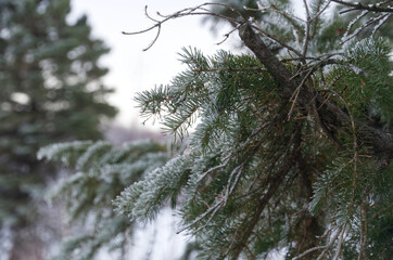 Snow-covered Pine Tree Needles
