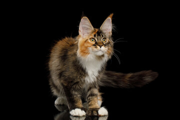 Fototapeta na wymiar Playful red maine coon cat with polydactyl paws standing on Isolated black background