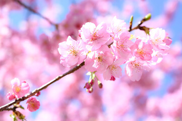 Obraz premium 桜