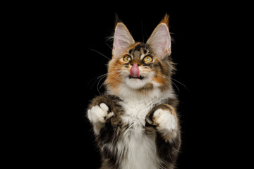 Portrait of Playful Red Maine Coon Cat liking and catching toy his polydactyl paws on Isolated Black Background